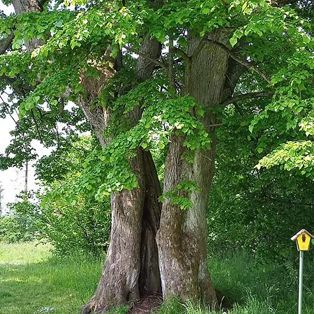 Am Hochrhoener *